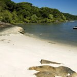 Playa de Ilha do Mel